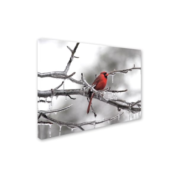 Jai Johnson 'Male Cardinal Braving The Cold' Canvas Art,24x32